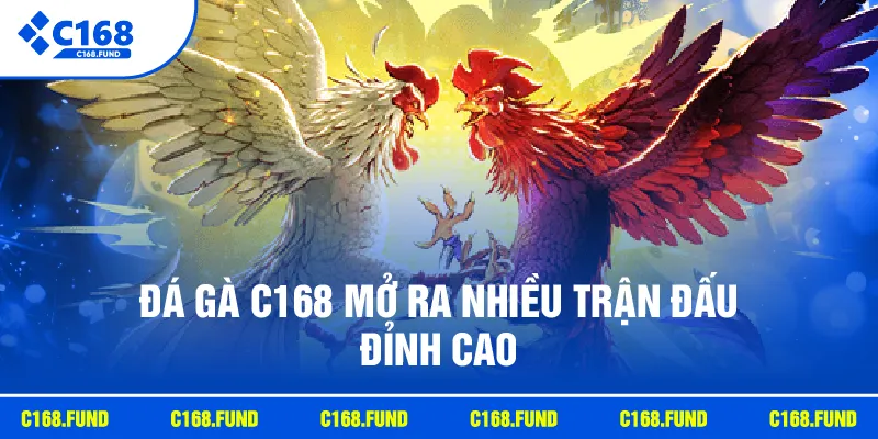 Đá gà C168 mở ra nhiều trận đấu đỉnh cao